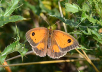 Photograph of a Gatekeeper
Click to enlarge