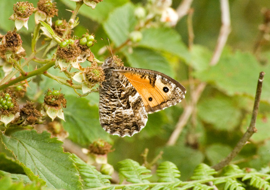 Photograph of a Grayling
Click for the next photo