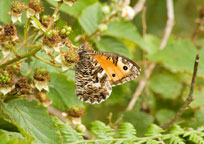 Small image of a Grayling
Click to enlarge