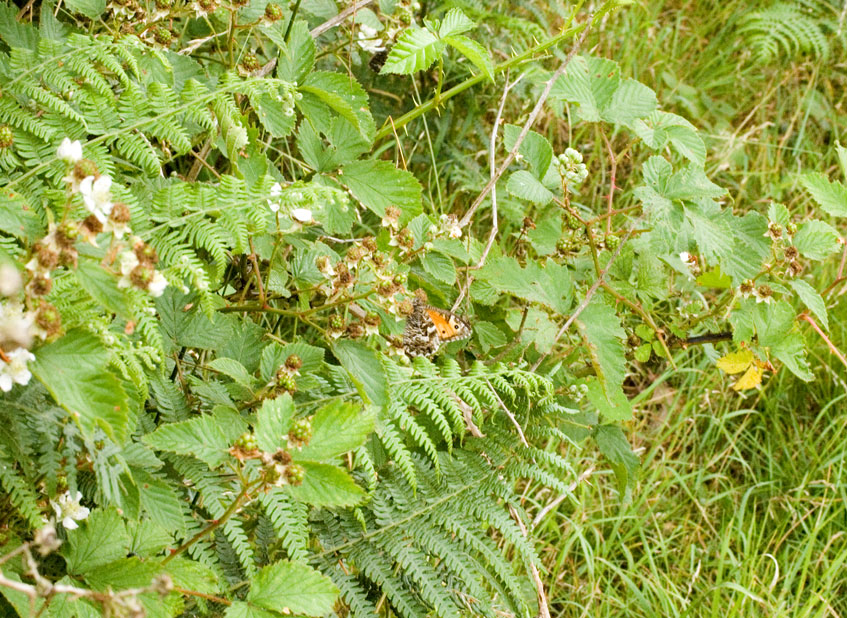 Photograp of a Grayling
Click for the next photo