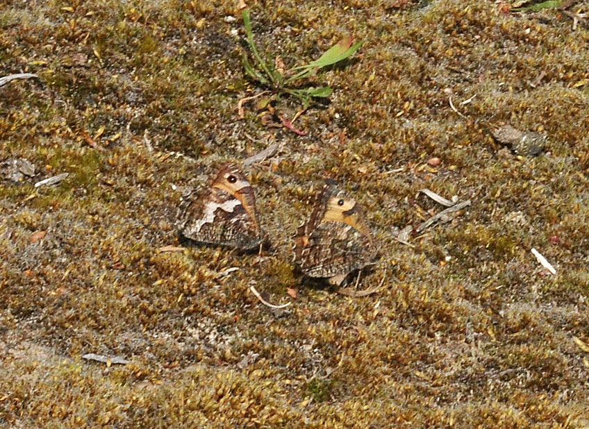 Photograp of a Grayling
Click for the next photo