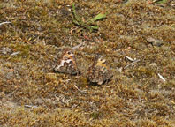 Small Photograph of a Grayling
Click to enlarge