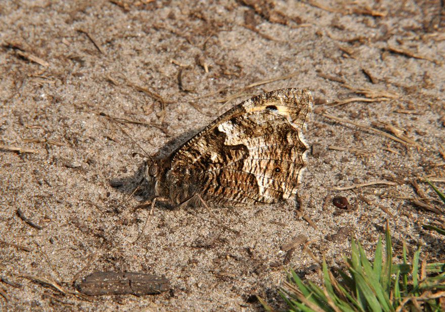 Photograp of a Grayling
Click for the next photo