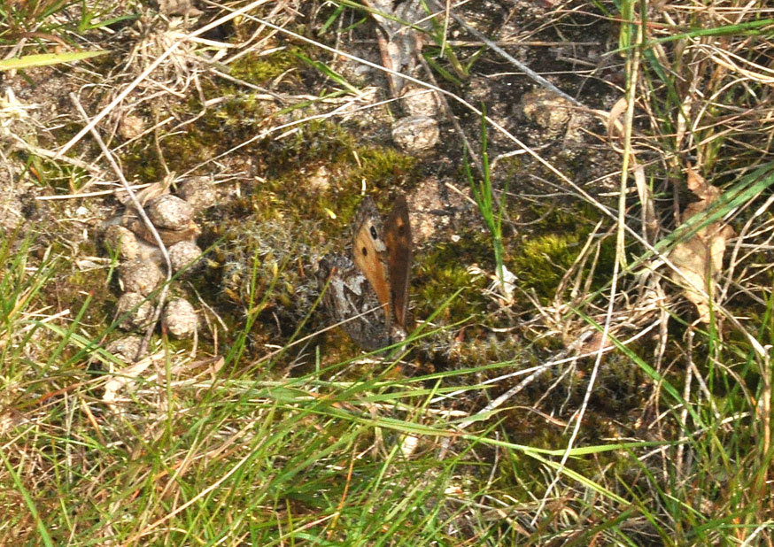 Photograp of a Grayling
Click for the next photo