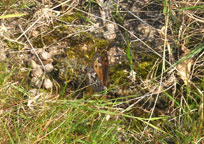 Small photograph of a Grayling
Click on the image to enlarge