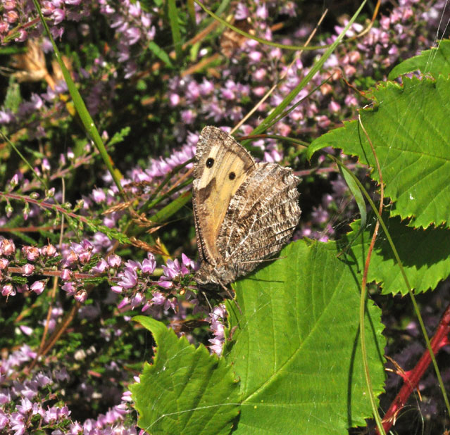 Photograph of a Grayling
Click for the next species
