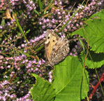 Small photograph of a Grayling
Click on the image to enlarge