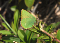 Green Hairstreak
Click on image to enlarge