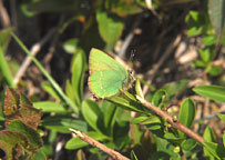 Small photograph of a Green Hairstreak
Click to enlarge