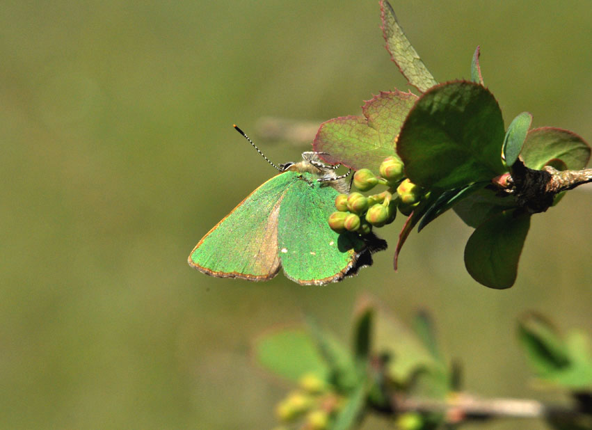 Photograph of a Green Hairstreak
Click for the next photo