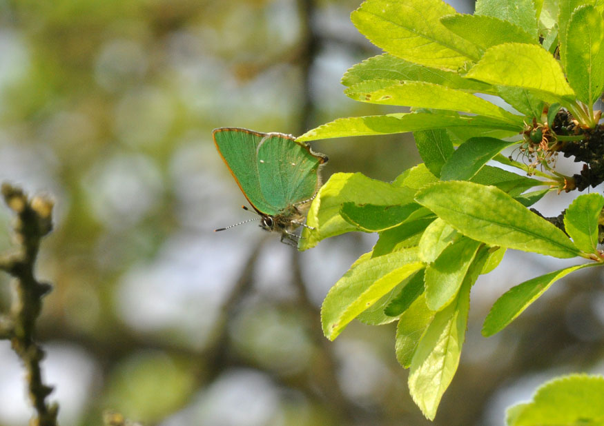 Photograph of a Green Hairstreak
Click for the next photo