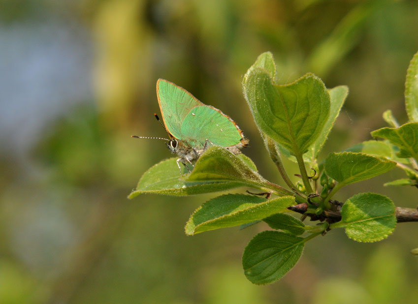 Photograph of a Green Hairstreak
Click for the next photo