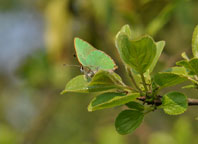 Small photograph of a Green Hairstreak
Click on the image to enlarge