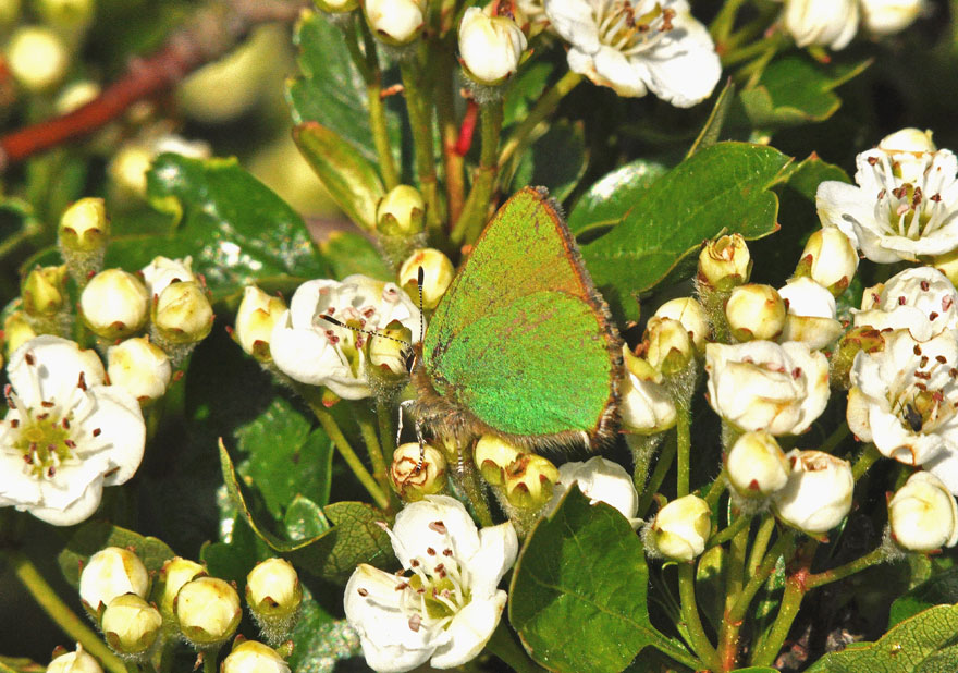 Photograph of a Green Hairstreak
Click for the next species