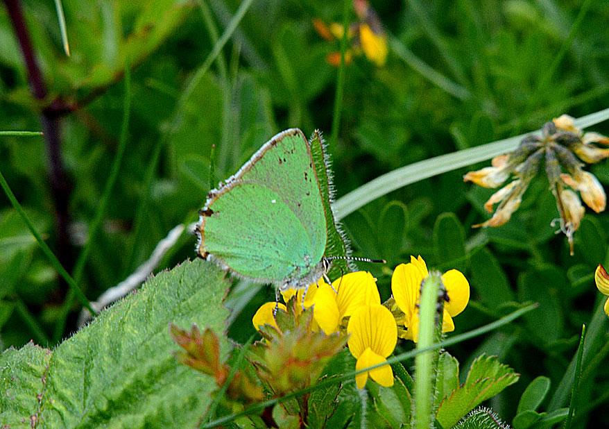 Green Hairstreak
Click for next species