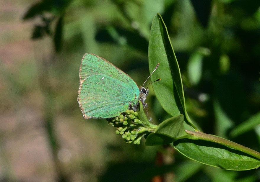 Photograph of a Green Hairstreak
Click for the next photo