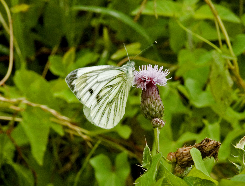 Photograph of a Green-veined White
Click for the next photo