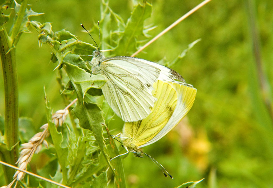 Photograph of a Green-veined White
Click for the next photo