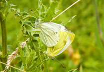 Small photograph of a Green-veined White
Click for the next photo