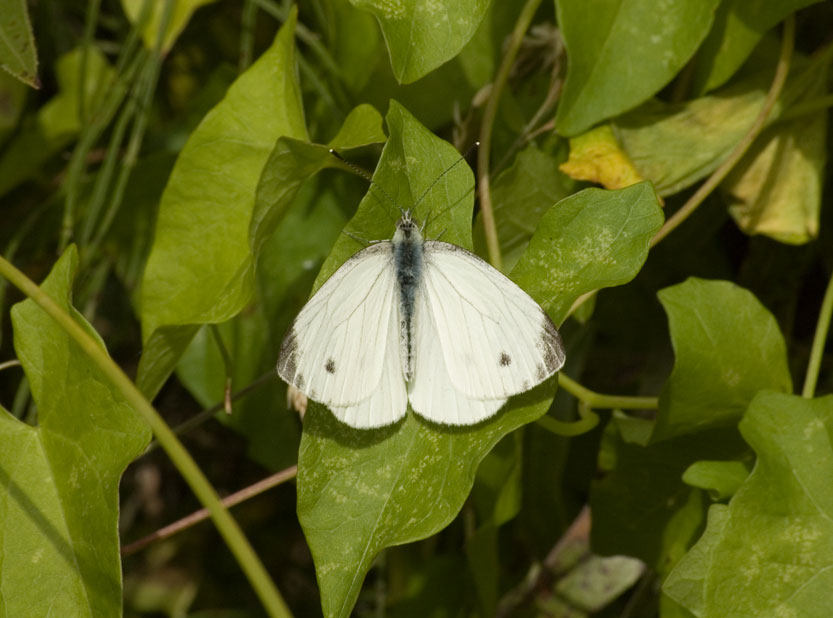 Photograph of a Green-veined White
Click for the next photo