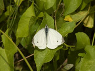 Green-veined White
Click on image to enlarge