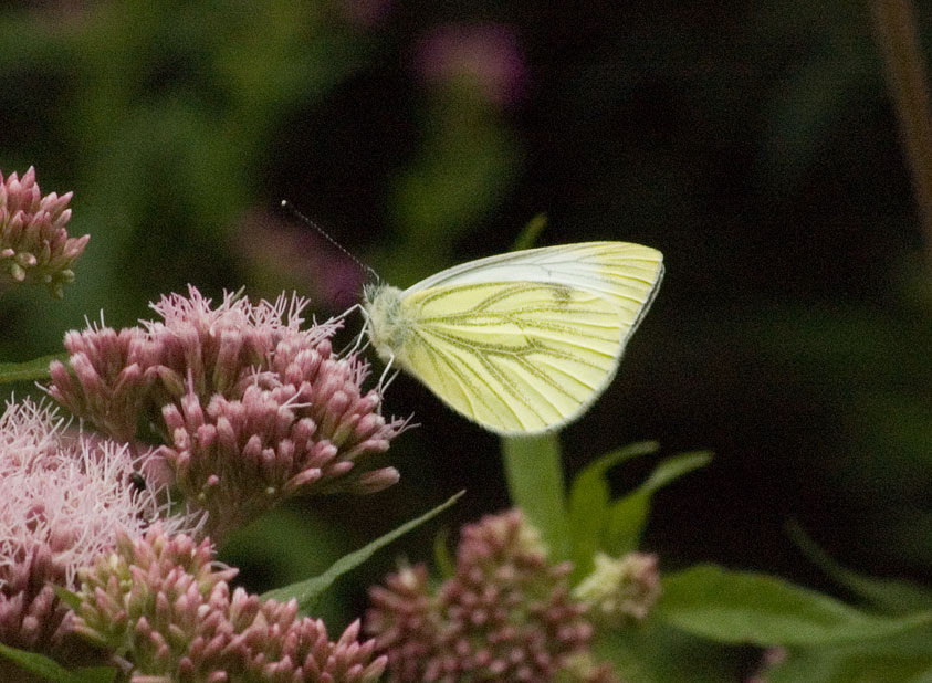 Photograph of a Green-veined White
Click for the next photo