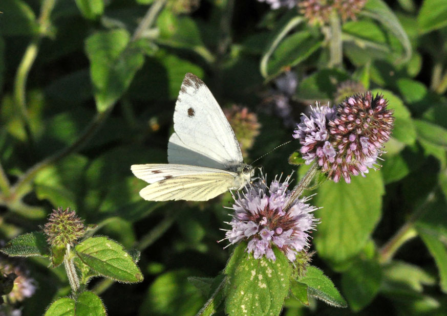 Photograph of a Green-veined White
Click for the next photo