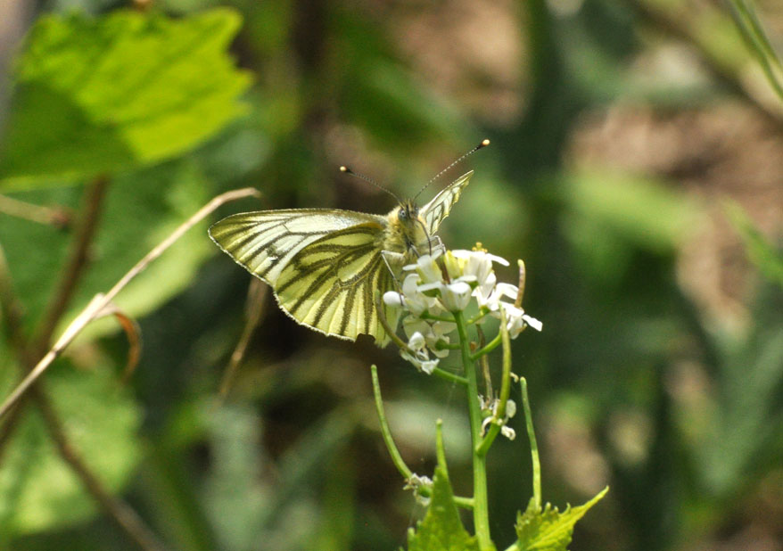 Photograph of a Green-veined White
Click for the next photo
