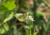 Small photograph of a Green-veined White
Click for the next photo