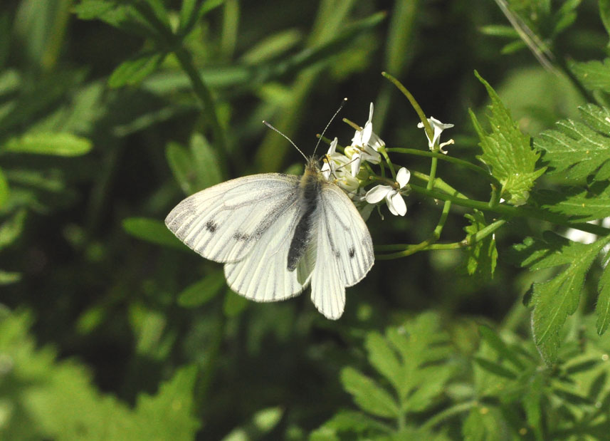 Photograph of a Green-veined White
Click for the next photo