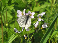 Green-veined White
Click on image to enlarge