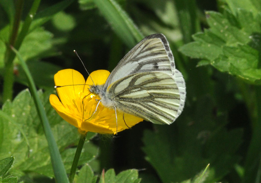 Photograph of a Green-veined White
Click for the next photo