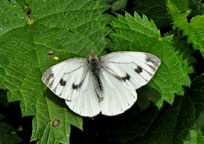 Small photograph of a Green-veined White
Click for the next photo