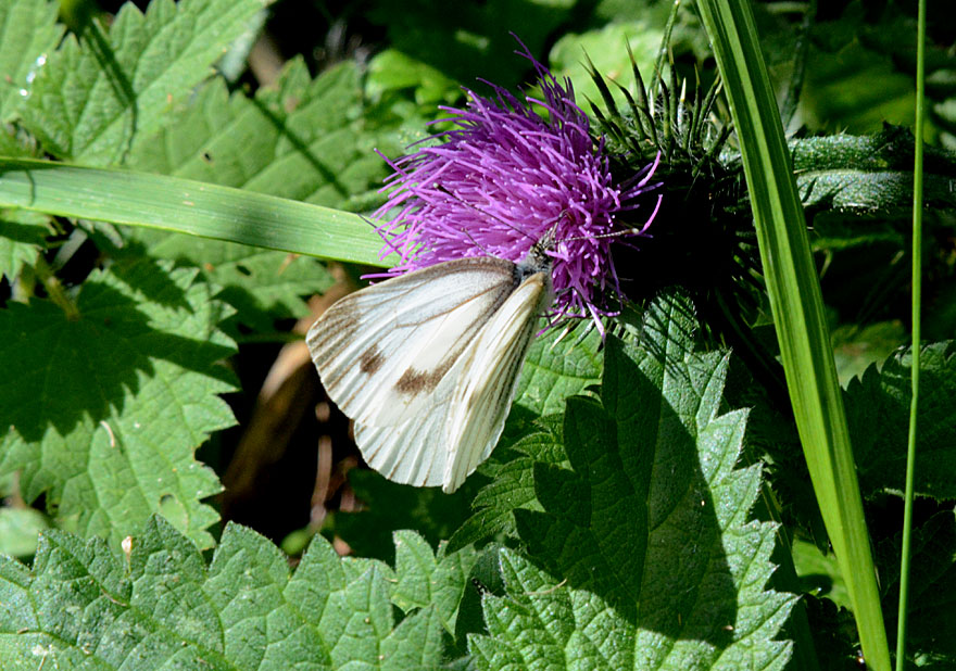 Photograph of a Green-veined White
Click for the next species