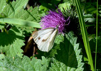 Small photograph of a Green-veined White
Click for the next photo
