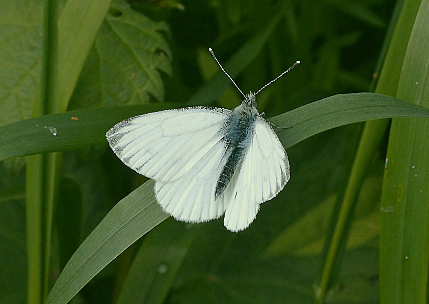Green-veined White
Click for next photo