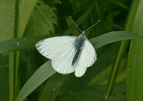 Small photograph of a Green-veined White
Click for the next photo