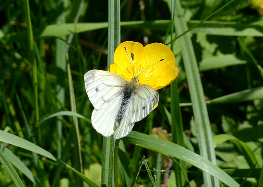 Green-veined White
Click for next photo