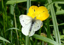 Green-veined White
Click on image to enlarge