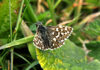 Small photograph of a Grizzled Skipper
Click on the image to enlarge