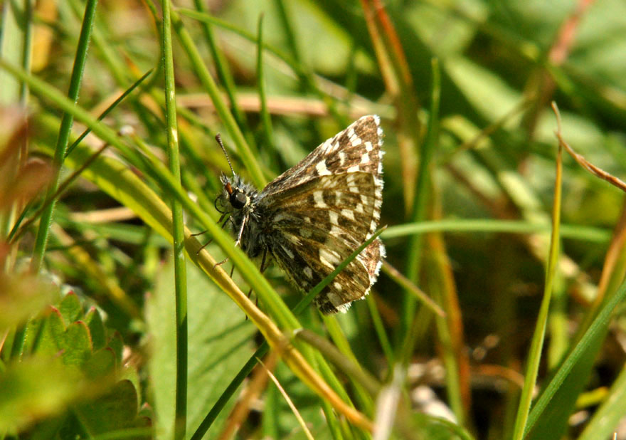Photograph of a Grizzled Skipper
Click for the next photo