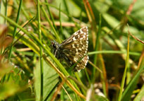 Small photograph of a Grizzled Skipper
Click for the next photo