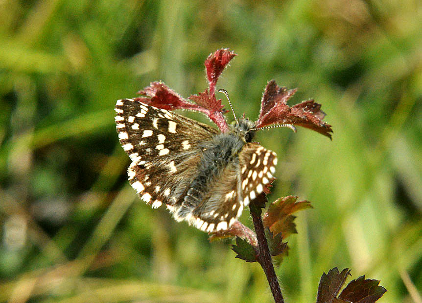 Photograph of a Grizzled Skipper
Click for the next species