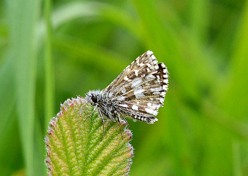 Grizzled Skipper 
Click for next species