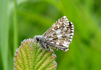 Grizzled Skipper
Click on image to enlarge