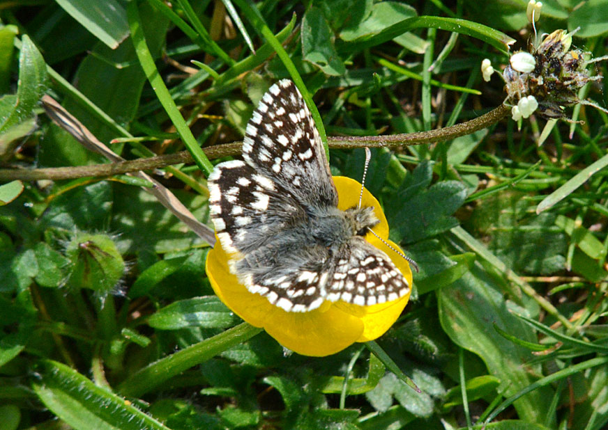 Grizzled Skipper 
Click for next species