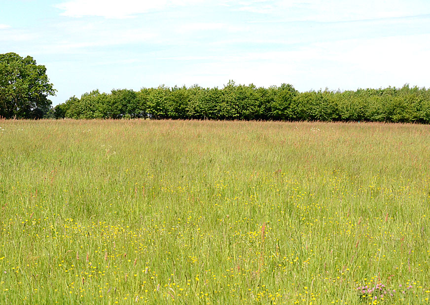 Gosfield 
Click for gallery