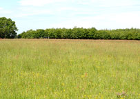 Gosfield habitat
Click on image to enlarge