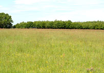 Gosfield habitat
Click on image to enlarge