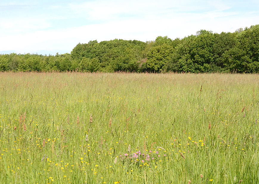 Gosfield 
Click for gallery